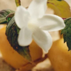 Chloé Nomade Jasmin Naturel Intense Eau De Parfum 75m -Hugo Boss Shop 14231663 2005058495915888